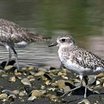 Black-bellied Plover